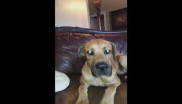 Dog Hides Whole Sandwich in His Mouth