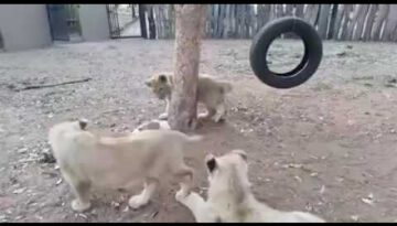 Dog Shows Lion Cubs Who’s Boss