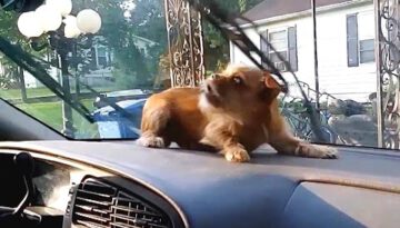 Dogs vs. Windshield Wipers