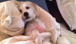 Dogs Who Don’t Want to Leave Bed