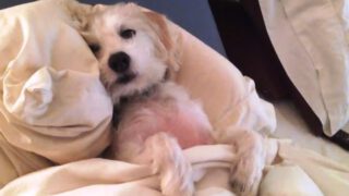Dogs Who Don’t Want to Leave Bed