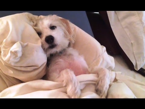 Dogs Who Don’t Want to Leave Bed