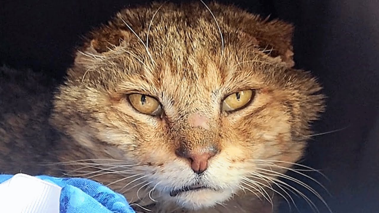 Elderly Street Cat Finally Gets the Retirement He Deserves