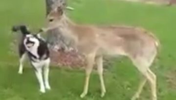 Friendly Wild Deer Playing With Dogs