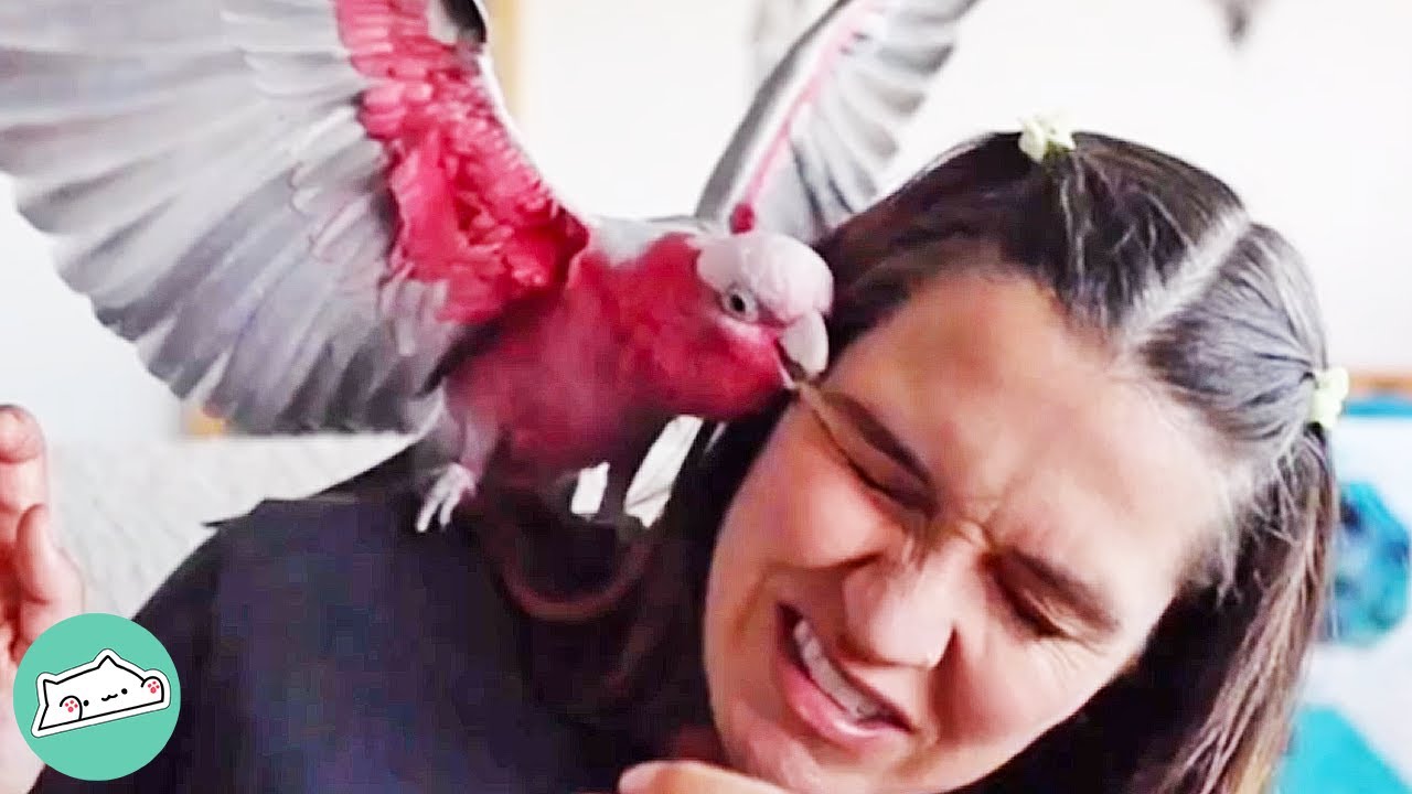 Galah Cockatoo Makes Girl’s Life Hell.. Until She Takes Him on Adventures