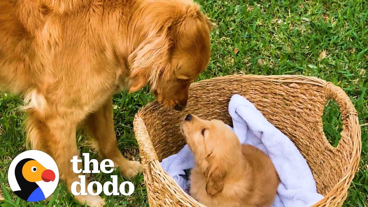 Golden Retriever Gets Surprised With A Tiny Puppy