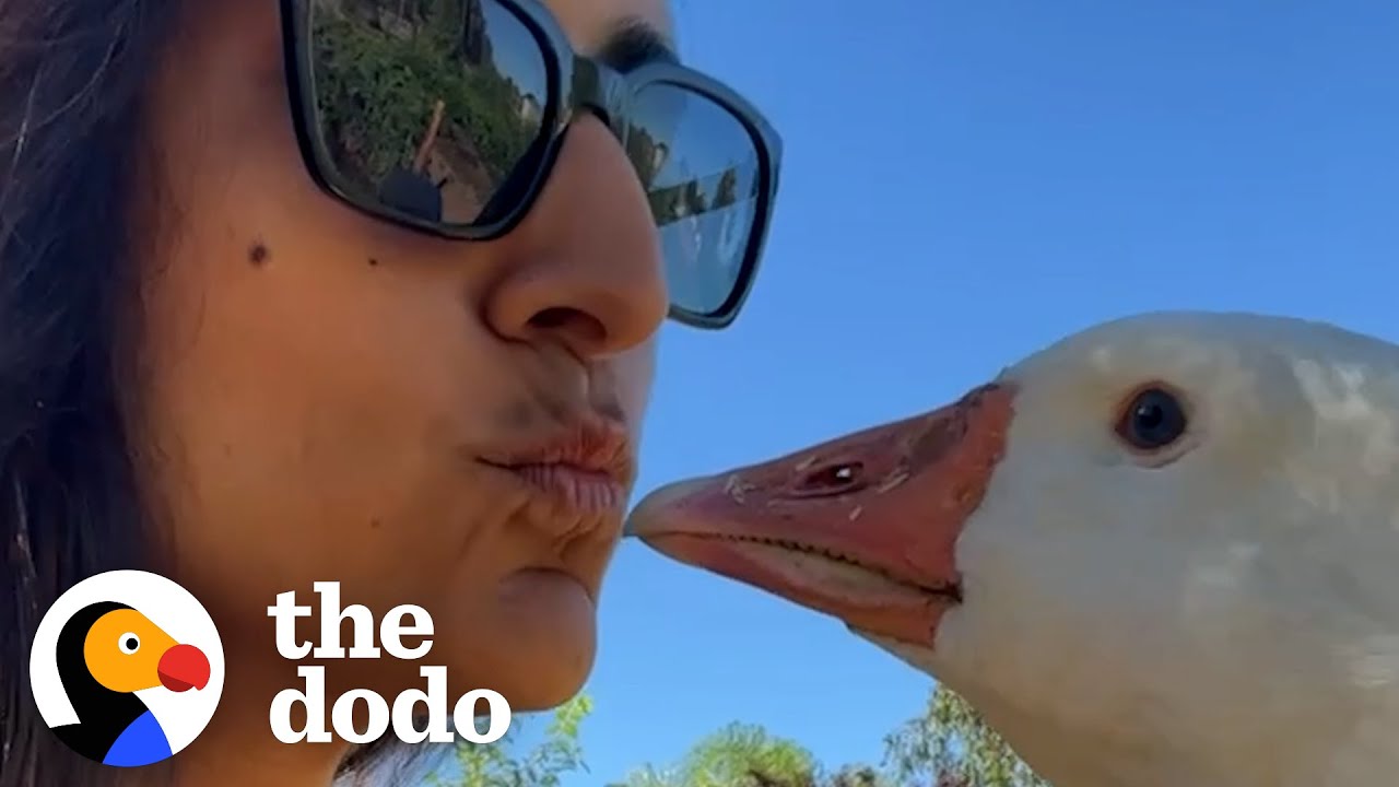 Guard Goose Becomes Women’s Best Friend