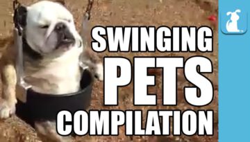 Hilarious Pets On Swings