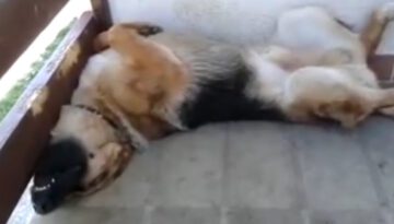 Hilariously Funny Sleeping Dog