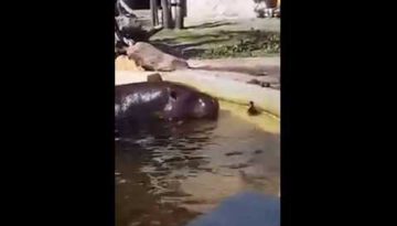 Hippos Help Duckling Escape from Pond