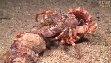 Incredible Footage of Hermit Crab Changing Shells with Anemones!