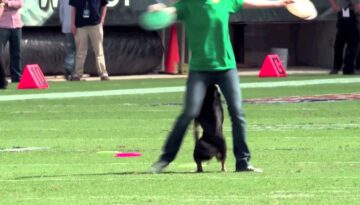 Incredibly Talented Dogs – Eagle’s Halftime Show