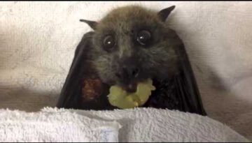 Just a Bat Eating Some Grapes