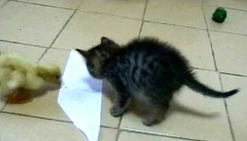 Kitten and Duckling vs. Sticky Paper