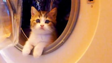 Kittens and a Washing Machine