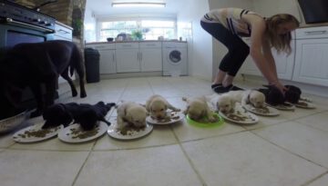Labrador Puppies Weaning for the First Time