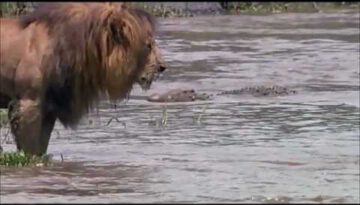 Lion Intimidates Crocodile