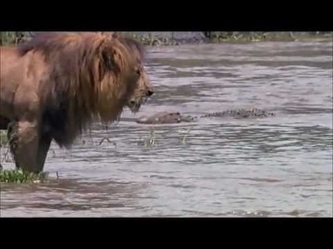 Lion Intimidates Crocodile