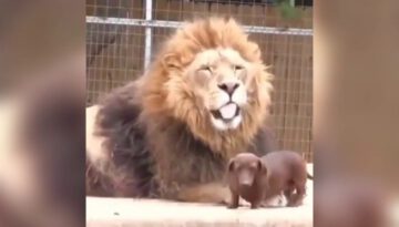 Lion Loves Wiener Dog