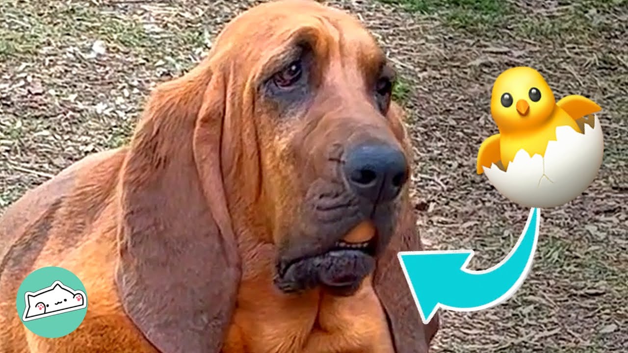 Majestic Bloodhound is the World’s Most Renowned Egg Thief