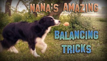 Nana the Border Collie’s Amazing Balancing Tricks