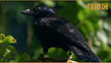One Smart Crow