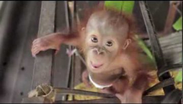 Orangutan Baby Rickina