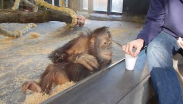 Orangutan Sees a Magic Trick