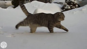 Pets Seeing Snow for the First Time