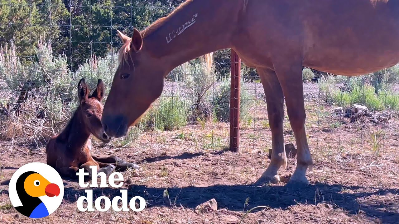 Rescued Wild Horse Gives Birth To A…