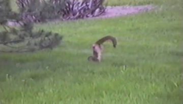 Squirrel Does a Handstand