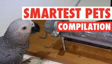 Super Smart Pets Compilation