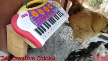 The Flockstars: An All-Chicken Band