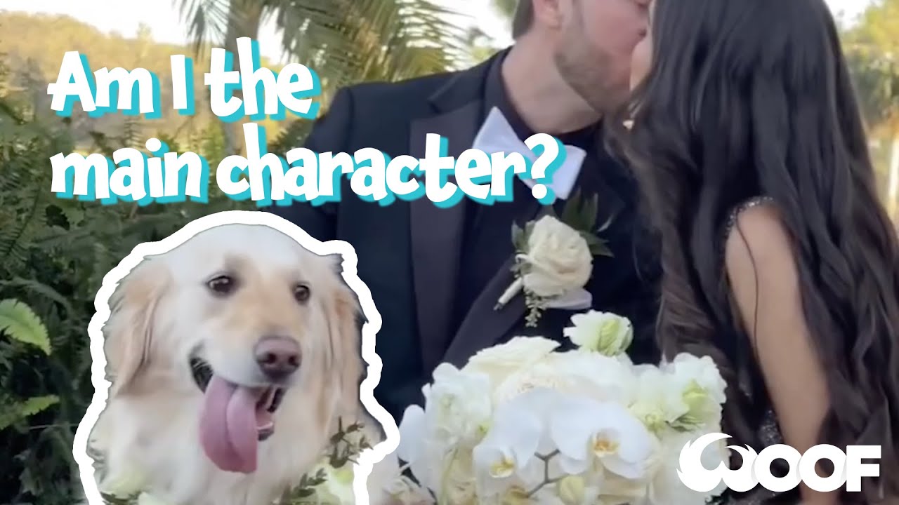 The Most Adorable Dogs At Weddings