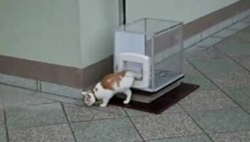 This Cat Has His Own Elevator