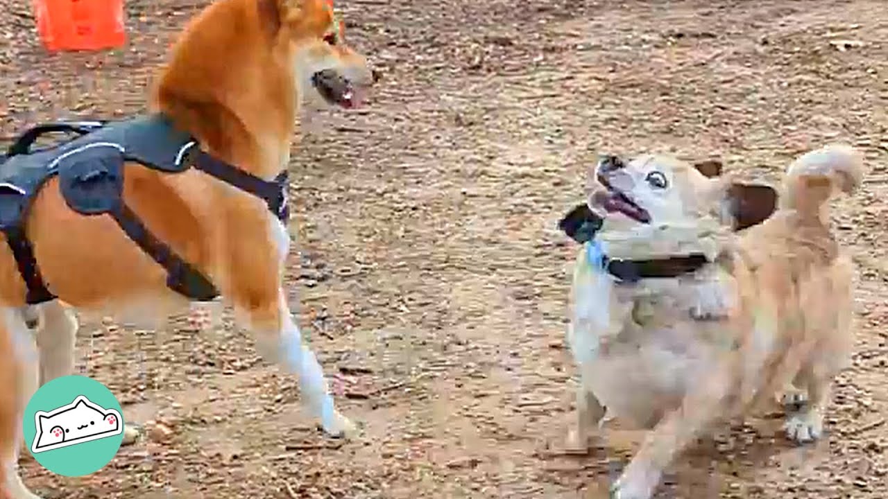 This Dog is Karen of All Dogs. She Yells at Everyone in Park