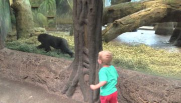 Toddler Playing with Toddler Gorilla