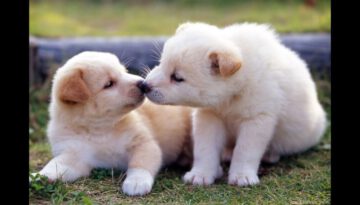 Ultimate Cute Puppies Compilation