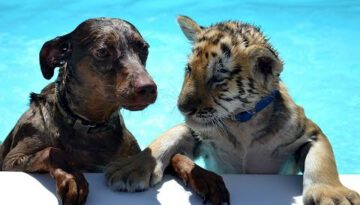 Unlikely Friends: Tiger & Puppy Play and Swim Together