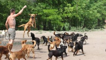 Watch 450 Dogs Run & Play Together!
