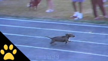 Weiner Dog Wins Race by Cheating