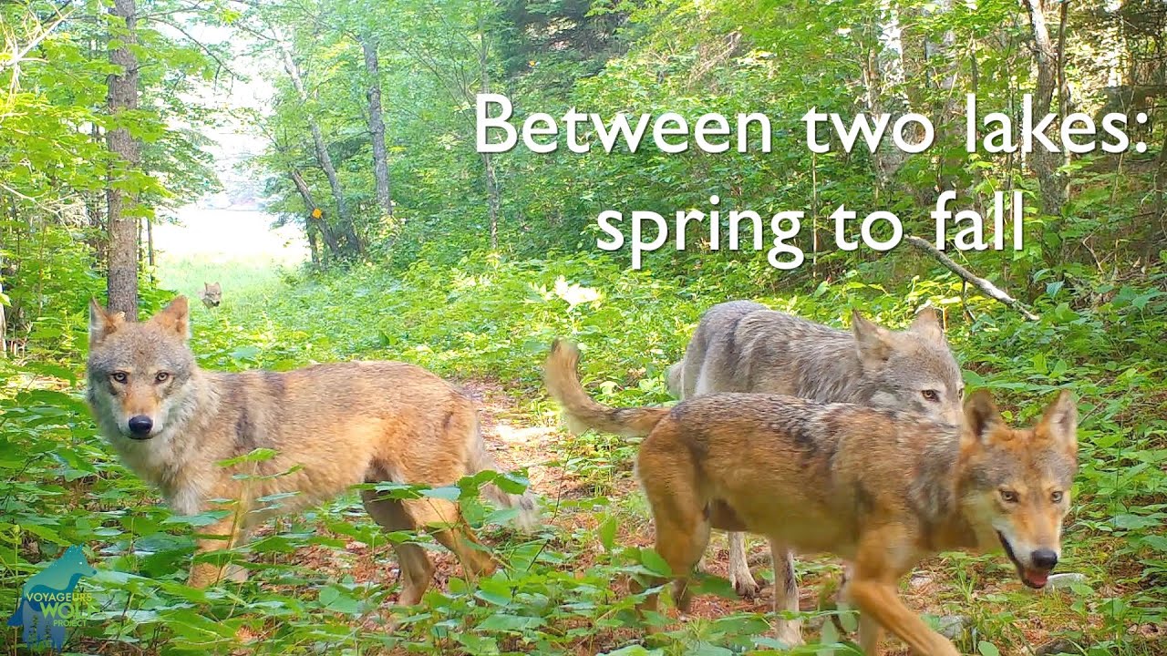 Wildlife on a Trail Between Two Lakes