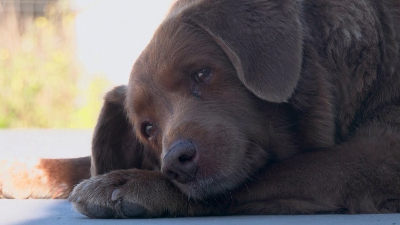 Bobi, the World’s Oldest Dog Is 30