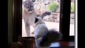 Brave Cat Faces Mountain Lion