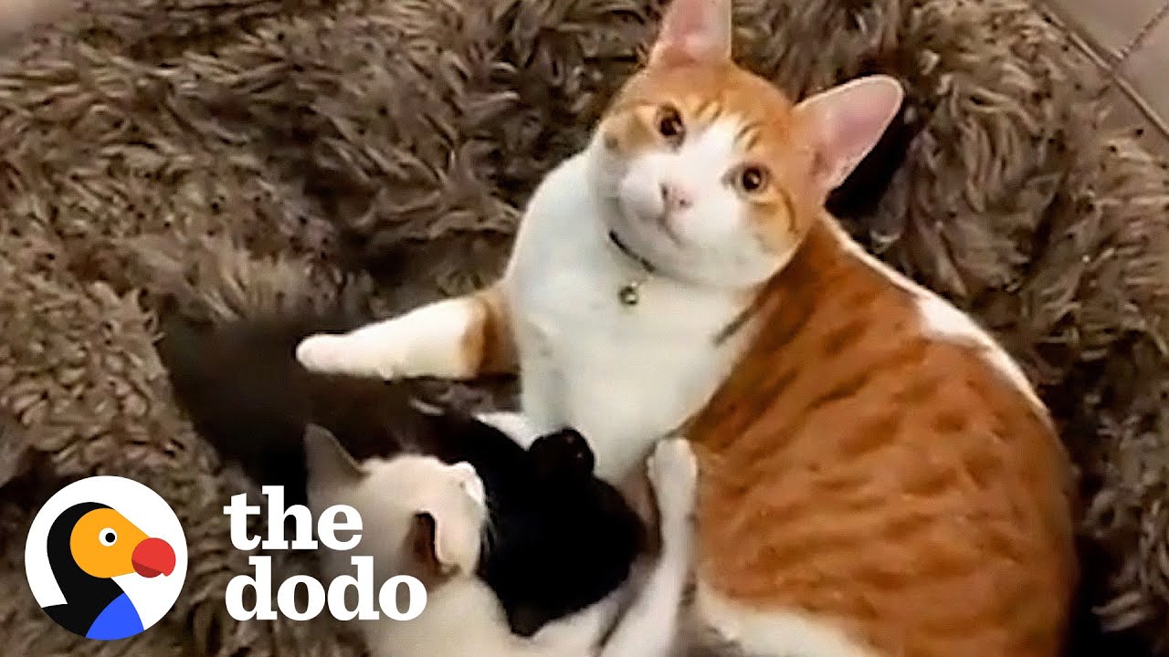 Cat Cares For His New Sister’s Kittens After She Gives Birth