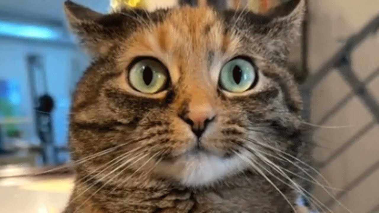 Cat Says the Sweetest Word to Mom