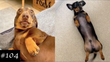 Dachshunds Are Awesome Compilation