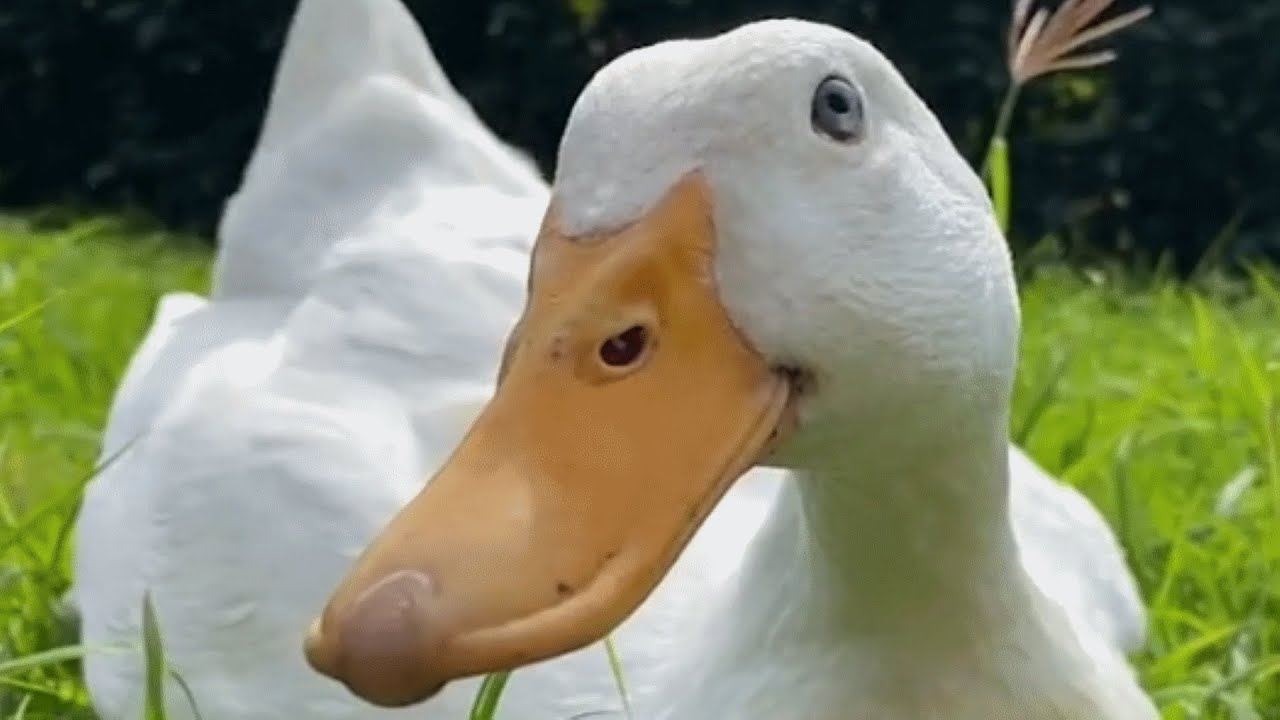 Duck ran out of luck. But this woman gave her another chance.