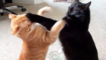 EPIC Cat Fight ! (Not Really)