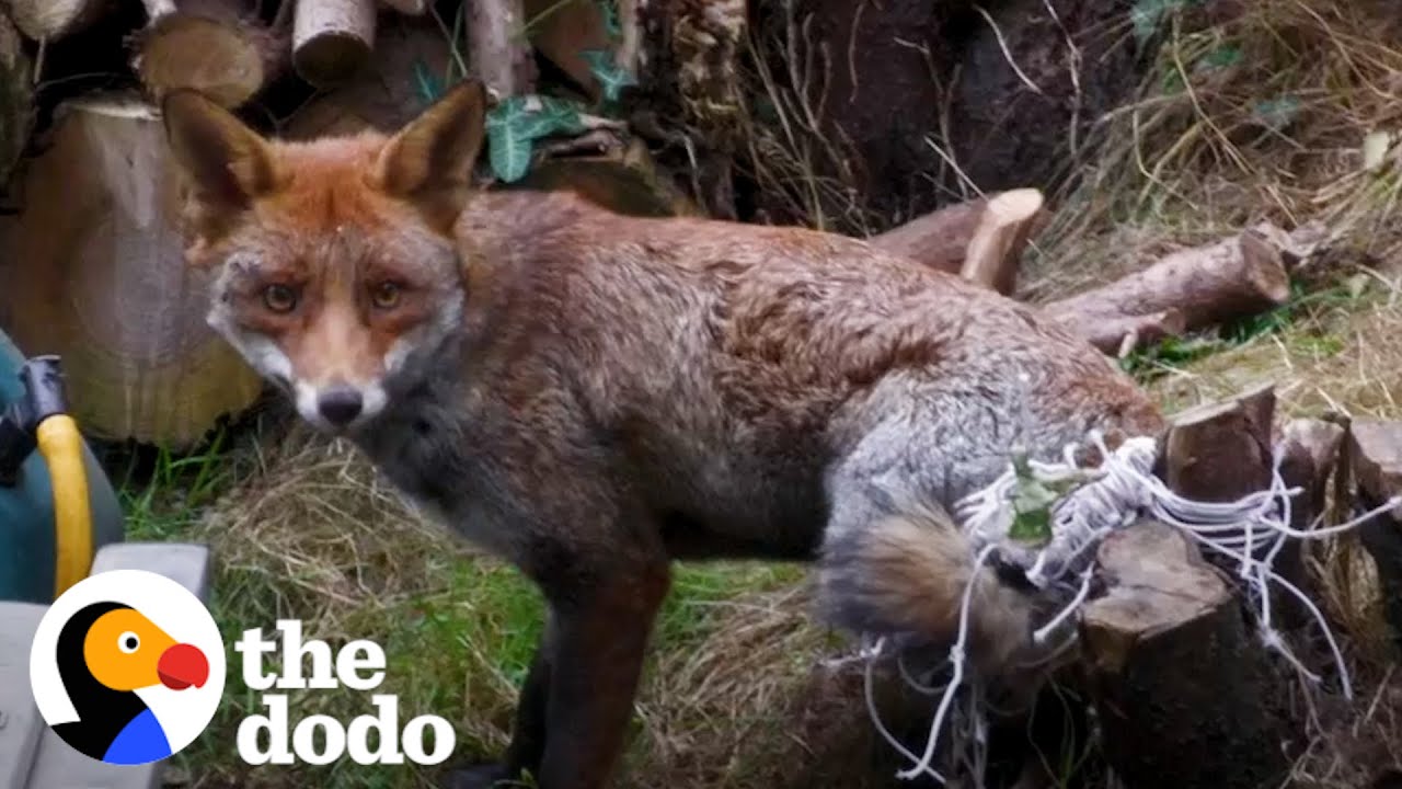 Fox Trapped in Net For Four Hours